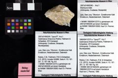 Foto (Objket + Etiketten) von Brachyura indet. 